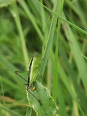Anisoptera