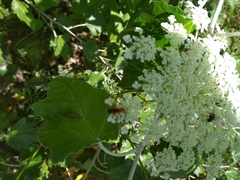 Rhagonycha fulva