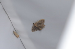 Philereme vetulata