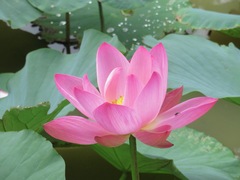 Nelumbo nucifera
