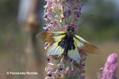 Libelloides baeticus