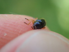 Cryptocephalus ocellatus