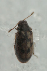 Phloiophilus edwardsii