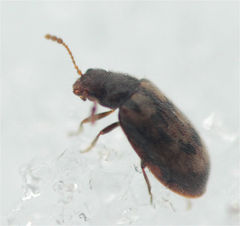 Phloiophilus edwardsii
