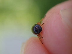 Cryptocephalus ocellatus