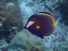 Acanthurus japonicus