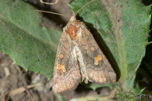 Amphipoea oculea