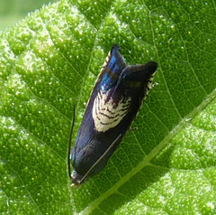 Grapholita tristrigana