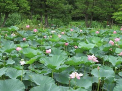 Nelumbo nucifera