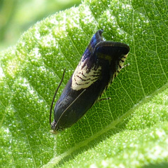 Grapholita tristrigana