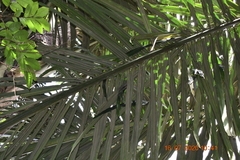 Arenga pinnata