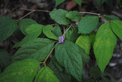 Callicarpa pedunculata