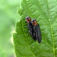 Agrilus ruficollis