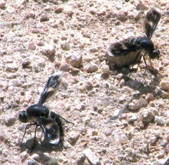 Comptosia mackerrasi