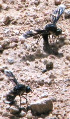 Comptosia mackerrasi