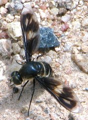 Comptosia mackerrasi