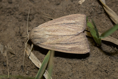Mythimna pudorina