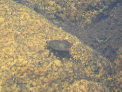 Nepomorpha