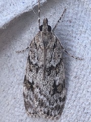 Scoparia basistrigalis