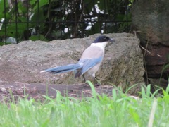 Cyanopica cyanus