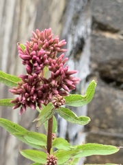 Eupatorium cannabinum