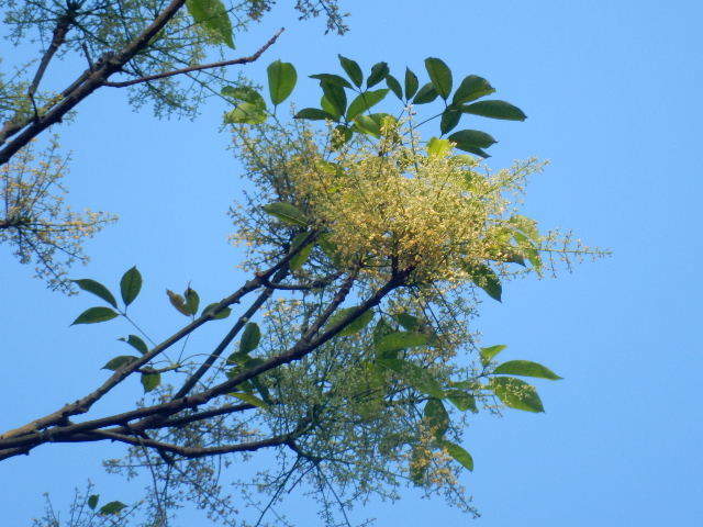 rubber tree (Hevea brasiliensis)  iNaturalist