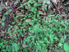 Moehringia trinervia