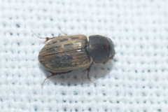 Euheptaulacus sus