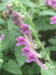 Scutellaria columnae