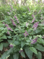 Scutellaria columnae