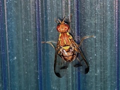 Bactrocera cucurbitae