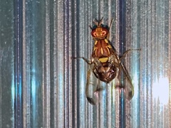 Bactrocera cucurbitae