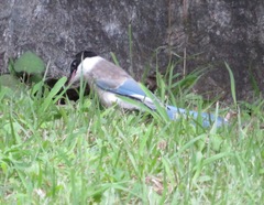 Cyanopica cyanus