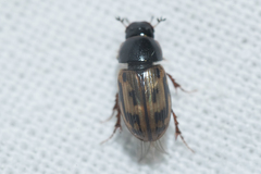 Chilothorax melanostictus