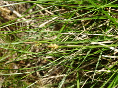 Carex pilulifera