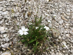 Heliosperma alpestre