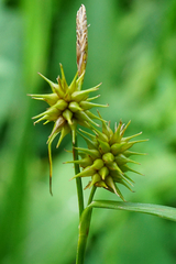 Carex lepidocarpa