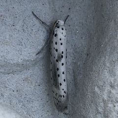 Yponomeuta irrorellus