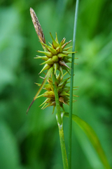 Carex lepidocarpa
