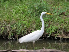 Ardea alba