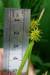 Carex lepidocarpa
