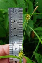 Carex lepidocarpa