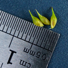 Carex lepidocarpa