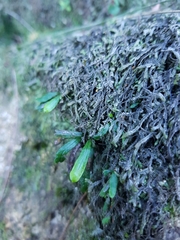 Grammitis stenophylla