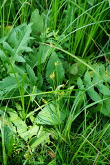 Carex lepidocarpa