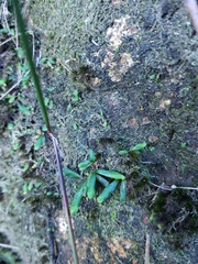 Grammitis stenophylla