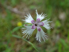 Dianthus arenarius