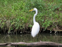 Ardea alba