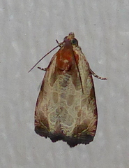 Olethreutes inornatana