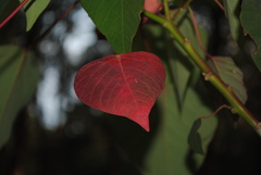 Homalanthus populifolius
